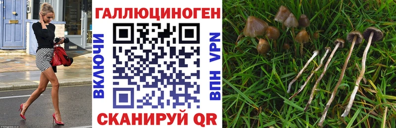 Псилоцибиновые грибы Psilocybine cubensis  Цимлянск 
